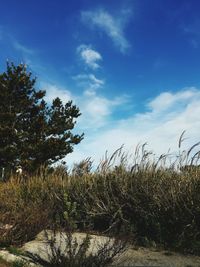 Plants growing on landscape against sky