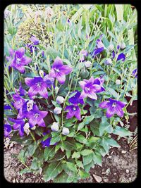 Close up of purple flowers