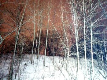 Bare trees in the dark