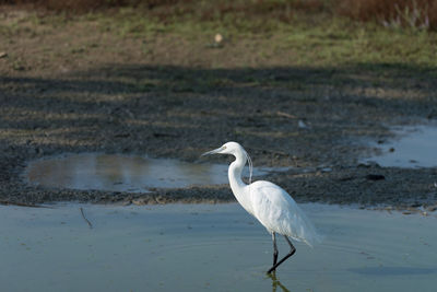 Portrait of egretta garzetta in water. medium color background, horizontal image