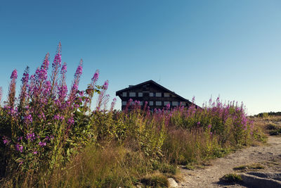 Purple flowering plants on field against sky