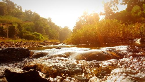 Scenic view of river in forest against sky