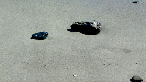 High angle view of black cat on sand