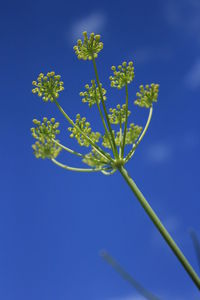 Low angle view of flowers against clear blue sky