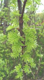 Close-up of pine tree in forest