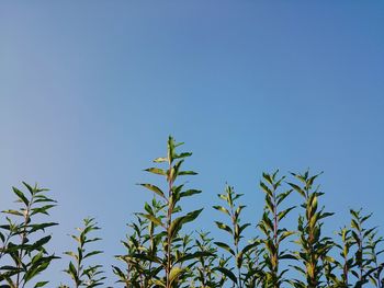 Low angle view of trees against blue sky