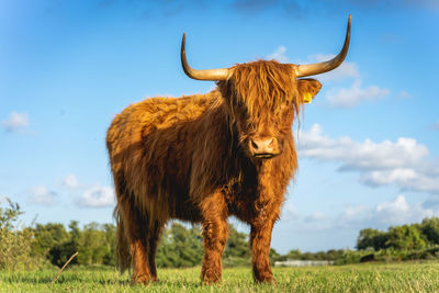 Highlander cow in the fields of wassenaar the netherlands.