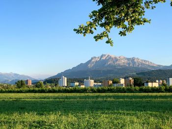 Scenic view of field against clear sky