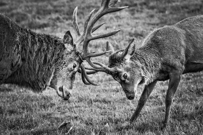 Deer in a field stags