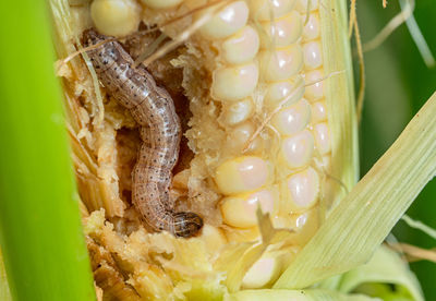 Close-up of caterpillar on a plant