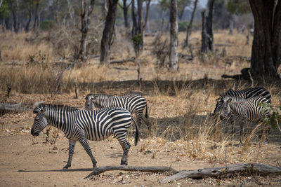 View of a zebra