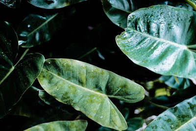 Close-up of wet leaves