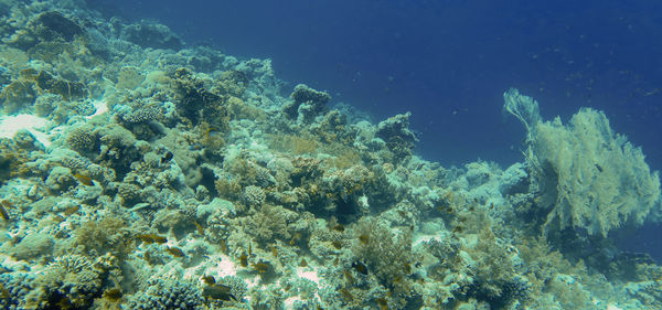 undersea