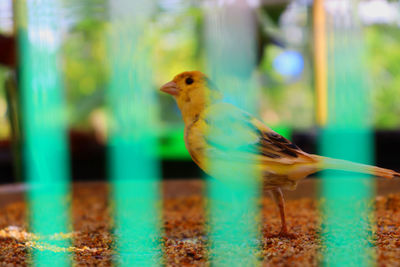 Close-up of bird perching