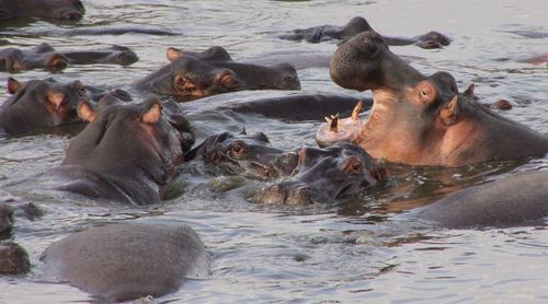 Lion swimming in lake