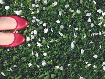 Low section of woman standing on field by flower petals