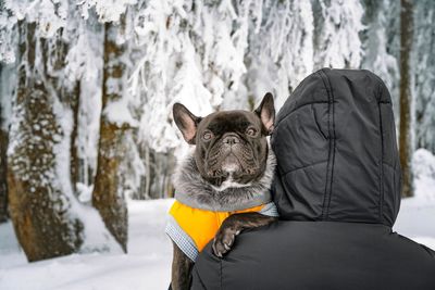 Dog owner holding french bulldog in his arms in snowy winter forest