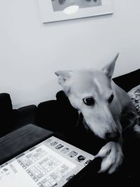 Close-up of dog