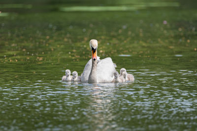 Swans in a lake