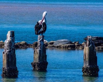 Bird perching on wooden post in sea