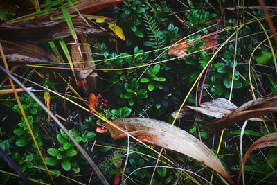 Close-up of insect on plant