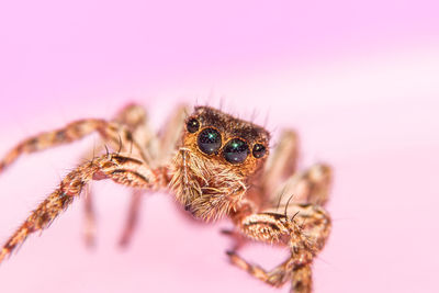 Jumping spider on pink table