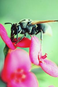 Close-up of insect on pink flower