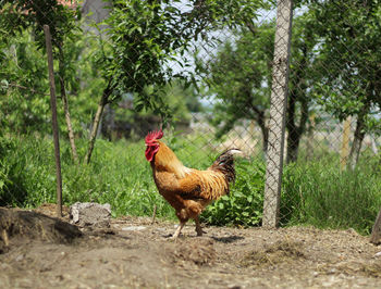 View of a rooster on land