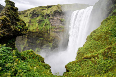 Scenic view of waterfall in forest