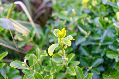 Close-up of frangipani blooming outdoors