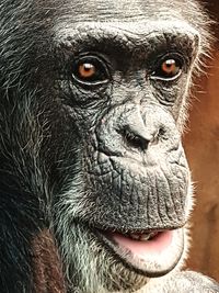 Close-up portrait of gorilla