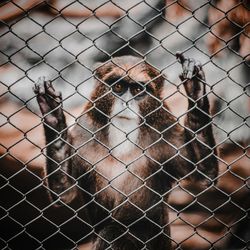 Close-up of cat behind fence