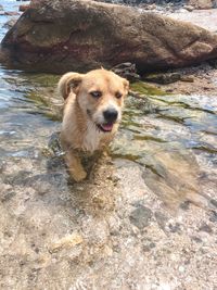 Portrait of dog on rock