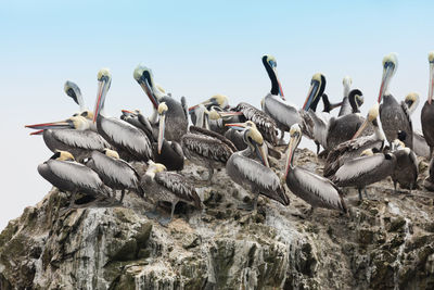 Low angle view of pelicans perching on rock formation