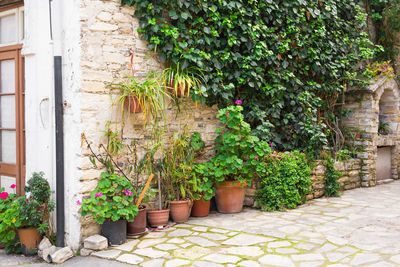 Potted plants on footpath by building