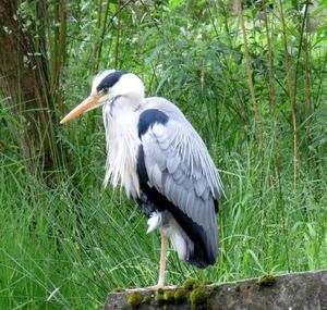 Close-up of gray heron perching on grass