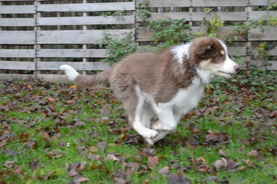 View of a dog on field