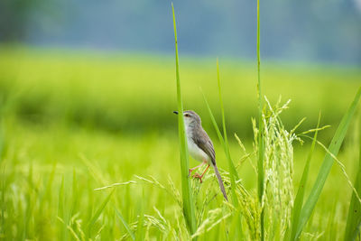 Close-up of a bird perching on grass