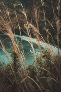 Close-up of plants growing on beach