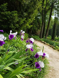 Purple flowering plants in park