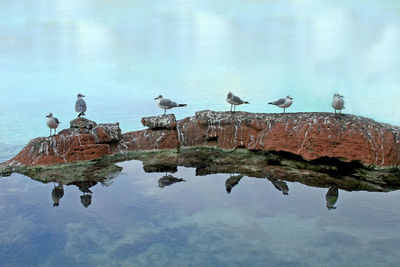 Birds perching on rock in lake