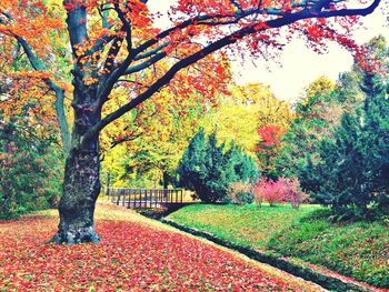 Trees in park