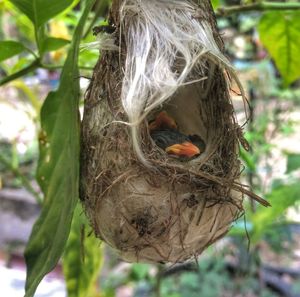 Close-up of sparrow on plant