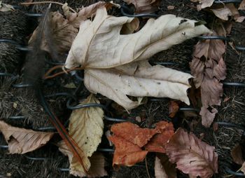 High angle view of dry leaves on field