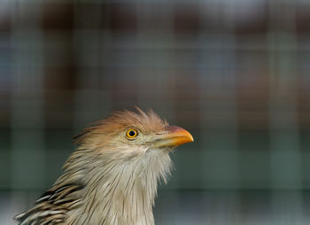 Close-up of a bird looking away