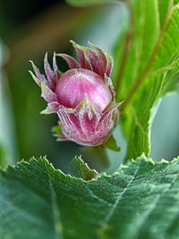 Close-up of purple flower on plant