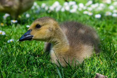 Close-up of a bird on field