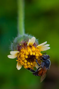 Close-up of insect pollinating on flower