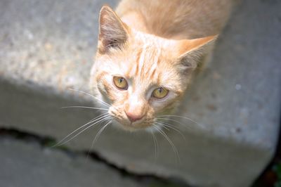 Portrait of cat