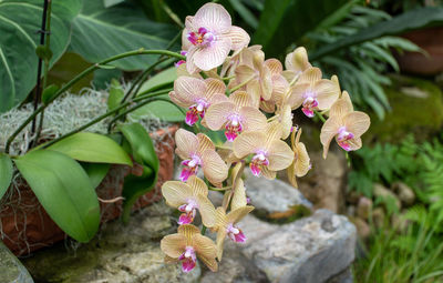 Close-up of pink flowering plant